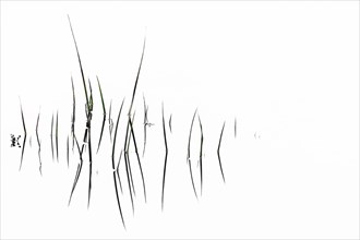 Grass blades with reflection on water surface