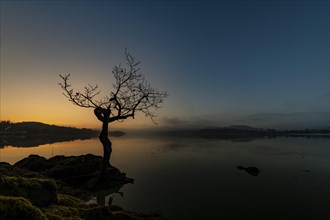 Small tree on lakeshore at sunrise