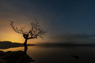 Small tree at lake shore at sunrise