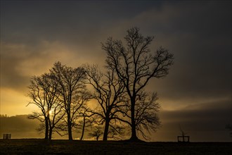 Group of trees on lakeshore at sunrise