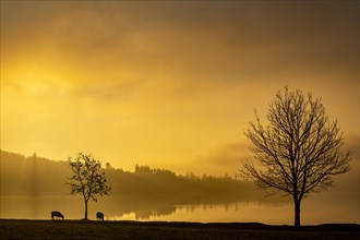 Trees with grazing Domestic sheep (Ovis gmelini aries) on lakeshore at sunrise