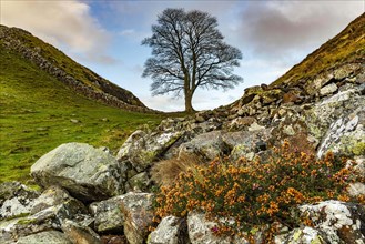Bald tree in autumn landscape