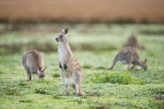 Eastern grey kangaroos (Macropus giganteus) grazing on a meadow