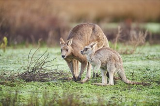 Eastern grey kangaroos (Macropus giganteus) with young on a meadow