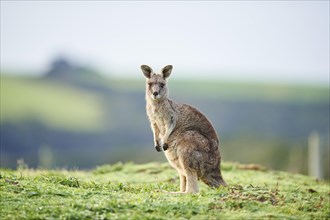 Eastern grey kangaroo (Macropus giganteus) standing on a meadow