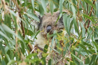 Koala (Phascolarctos cinereus) hidden in an Eucalyptus tree (Eucalyptus)