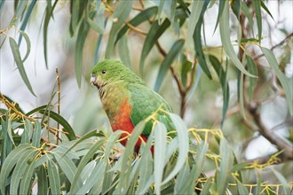Australian king parrot (Alisterus scapularis)