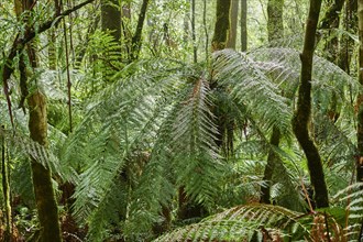 Fern tree (Cyatheales) in the forest