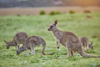 Eastern grey kangaroos (Macropus giganteus) grazing on a meadow