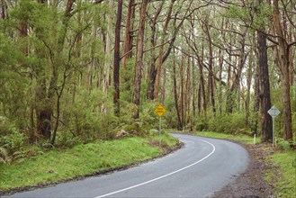 Lighthouse Road going through a Eucalyptus forest (Eucalyptus)