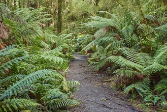 Hiking way through the forest with ferns (Tracheophyta)
