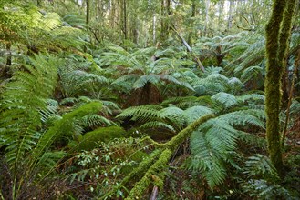 Forest with fern trees (Cyatheales)