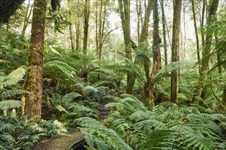 Way through forest with fern trees (Cyatheales)