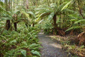 Hiking way through the forest with tree ferns (Cyatheales)