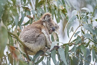 Koala (Phascolarctos cinereus) sitting in an Eucalyptus tree (Eucalyptus)