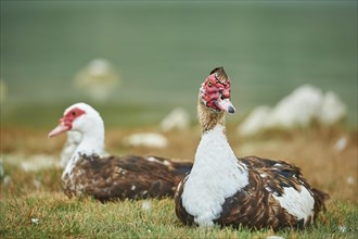 Muscovy ducks (Cairina moschata) sitting in grass