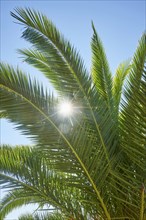 Sunlight behind palm branches with blue sky
