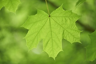 Leaf of a Norway maple (Acer platanoides) in summer