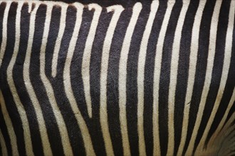Close-up of the skin from Grevy's zebra (Equus grevyi)