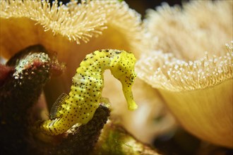 Yellow Estuarine seahorse (Hippocampus kuda) in a aquarium