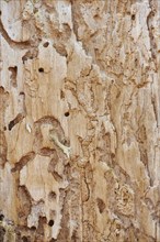 Signs of feeding of European spruce bark beetles (Ips typographus) in wood