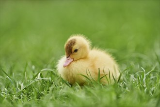 Muscovy duck (Cairina moschata)