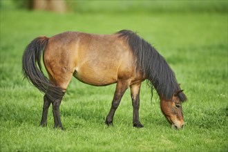 Brown pony (Equus ferus caballus) grazing on a pasture