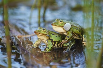 Edible frog (Pelophylax esculentus)