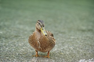 Mallard (Anas platyrhynchos)