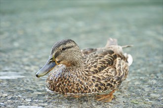 Mallard (Anas platyrhynchos)