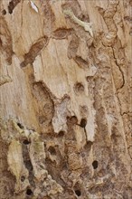 Signs of feeding of European spruce bark beetles (Ips typographus) in wood