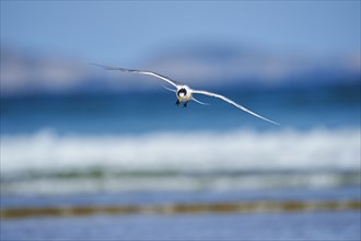 Greater crested tern (Thalasseus bergii) in flight