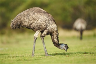 Emu (Dromaius novaehollandiae) grazing on a meadow