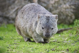 Common wombat (Vombatus ursinus)