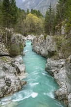 Emerald green wild river Soca flows through narrow canyon