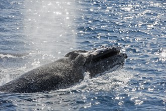 Humpback whale (Megaptera novaeangliae) adult surfacing and exhaling