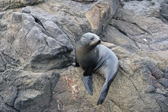 Southern fur seal (Arctocephalus forsteri) on a rock