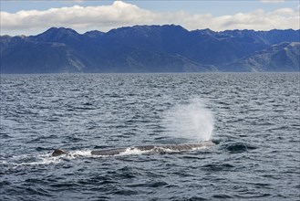 Sperm whale (Physeter macrocephalus) blowing