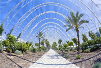 The Umbracle promenade with palm trees