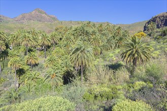 Landscape with Palm trees near Fataga