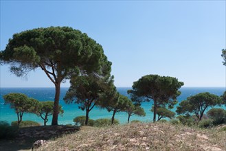 Pine trees (Pinus) on the coast above turquoise sea