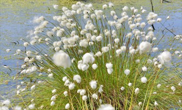 tussock cottongrass (Eriophorum vaginatum)