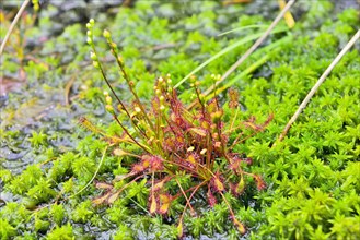Oblong-leaved sundew (Drosera intermedia) on moss