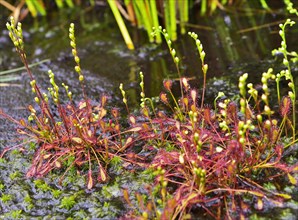 Oblong-leaved sundew (Drosera intermedia) with panicles in a moor pond