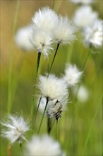 Flowering hare's-tail cottongrass (Eriophorum vaginatum) in moorland