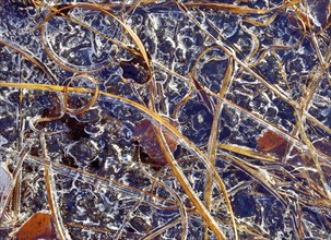 Frozen blades of grass and leaves in ice