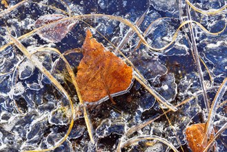Frozen blades of grass and leaves in ice