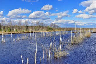 Flooded peat extraction area with dead birch trees (Betula Pubescens) in cloudy sky