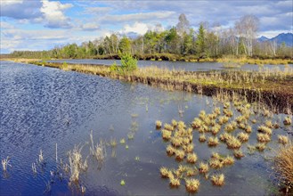 Flooded peat extraction areas with Common reed (Phragmites australis) and birches (Betula Pubescens)