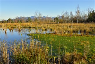 Moor pond with peat moss (Sphagnum sp.)